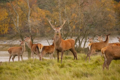 Tatton Park