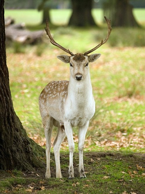 Dunham Massey Deer Park