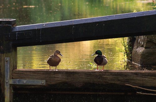 Basingstoke Canal