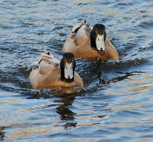 Khaki Campbell Ducks