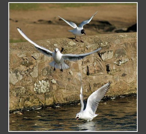 Trio Of Gulls