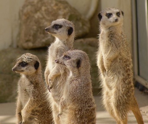 Meerkats