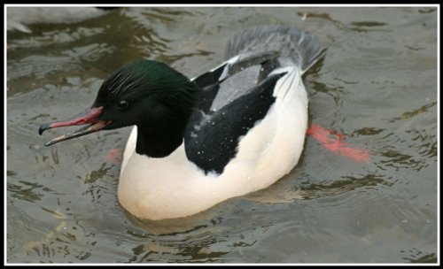 Coombe Abbey Country Park