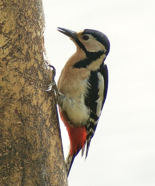 Greater Spotted Woodpecker