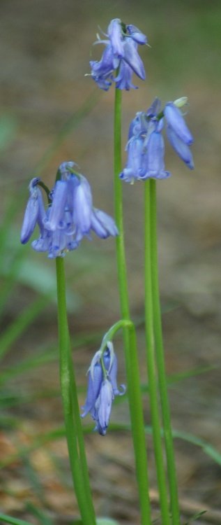 Beacon Hill Country Park