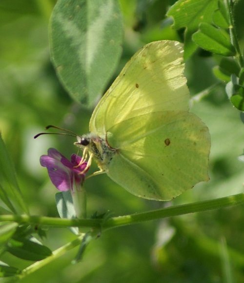 Brimstone Butterfly