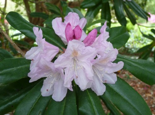 Trelissick Garden