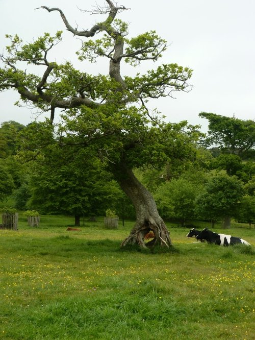 All Good Trees Have A Cow At It's Roots