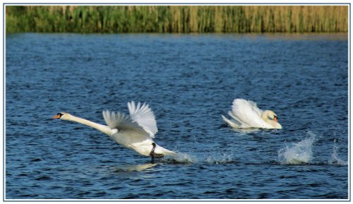 Swan taking off