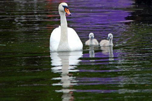 Swan and Cygnets