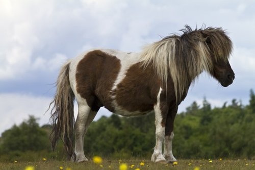 Shetland pony