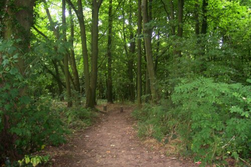 Ditchling Common