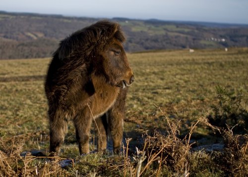 Dartmoor Pony