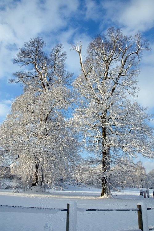 Mote Park Trees