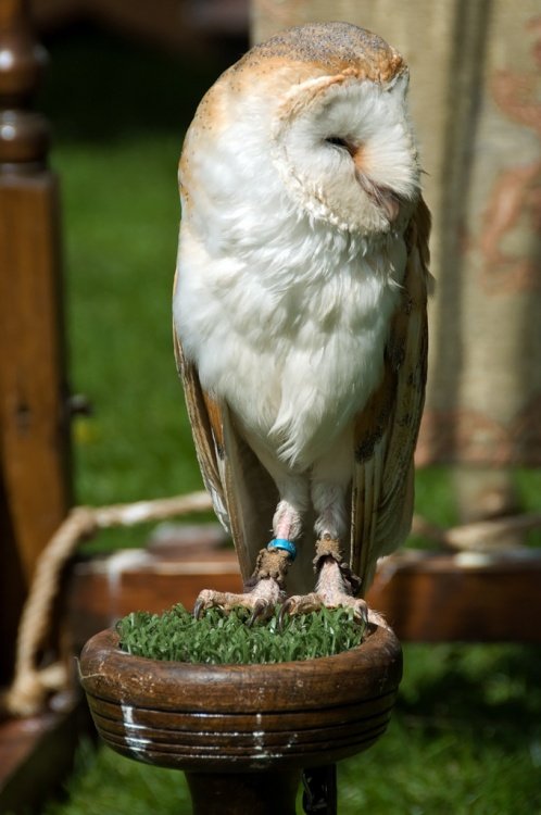 Barn Owl