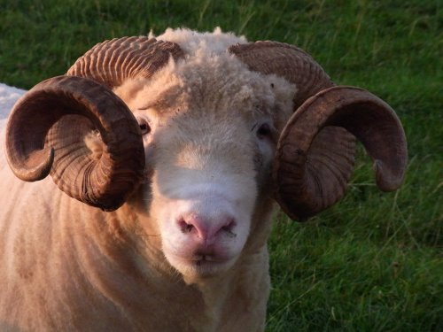 Dorset Longhorn Ram