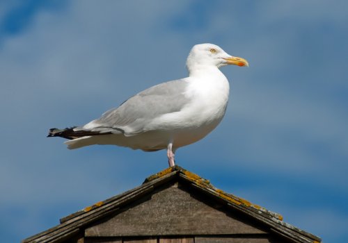 Seagull