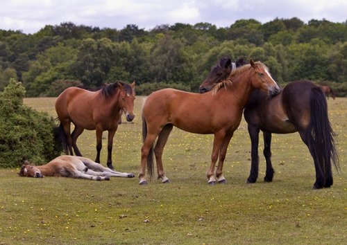 New Forest Ponies