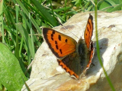 Minsmere Nature Reserve