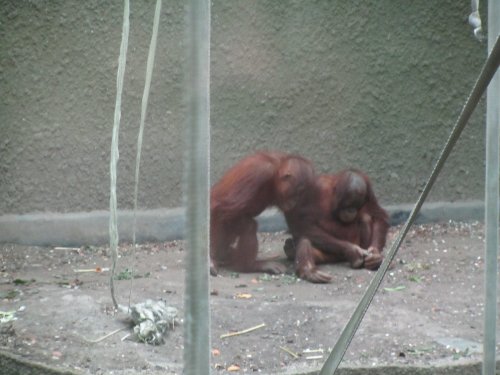 Chester Zoo