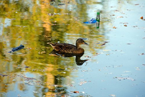 Duck and Detritus