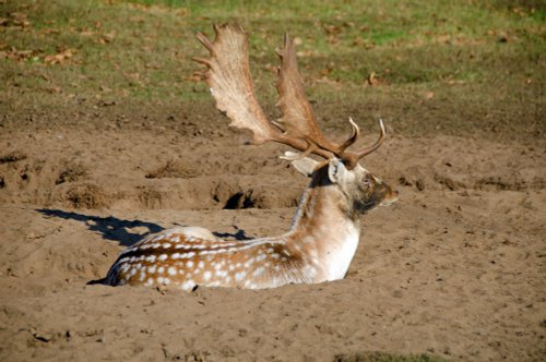 Deer in the Park