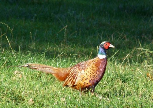 Pheasant