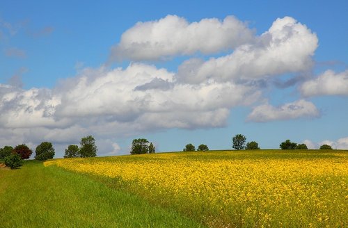 Oil Seed Rape