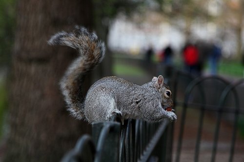 Squirrel