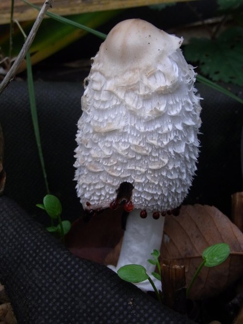 Shaggy Ink Cap