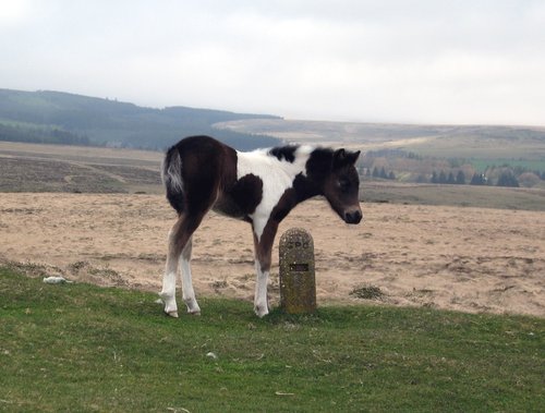 Dartmoor