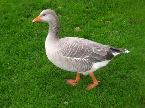 Castle Greylag