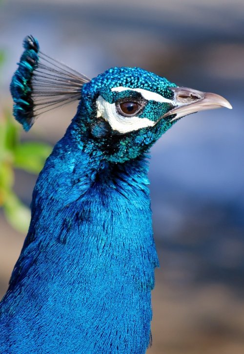 Leeds Castle Peacock