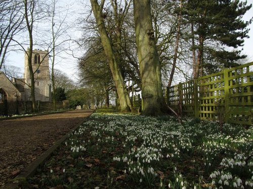 Snowdrops in Chelveston