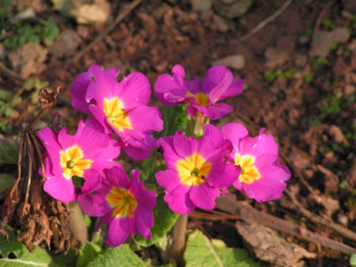 Abbey Park Polyantha, Torquay