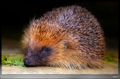 Hedgehog pictured in the town centre