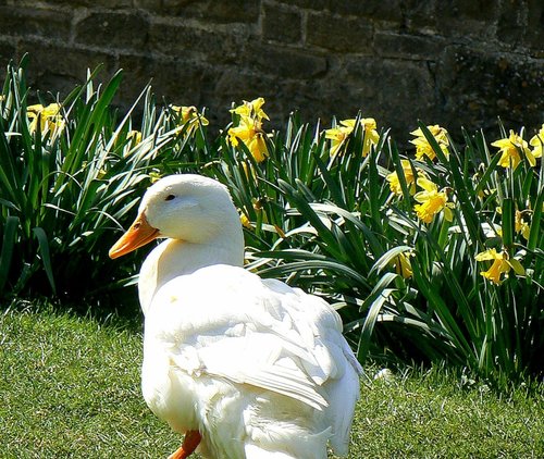 Tissington