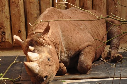 Paignton Zoo