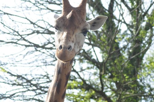 Paignton Zoo