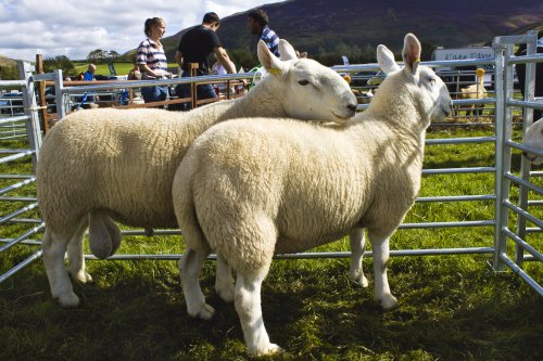 Loweswater Show