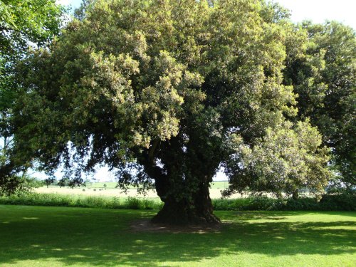 Westbury Court Garden