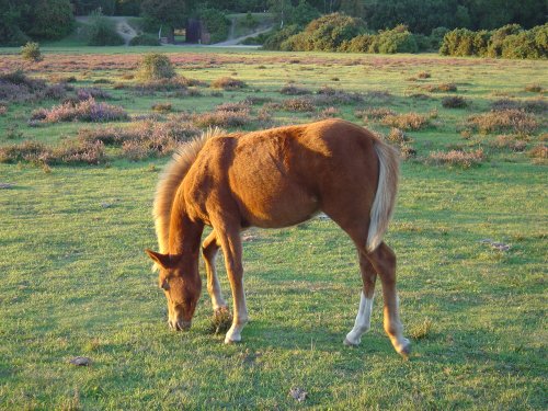 The New Forest