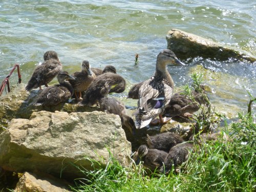 Rutland Water.