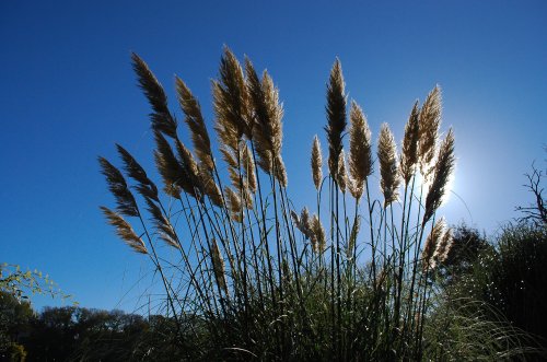 Pampas Grass In Roker Park