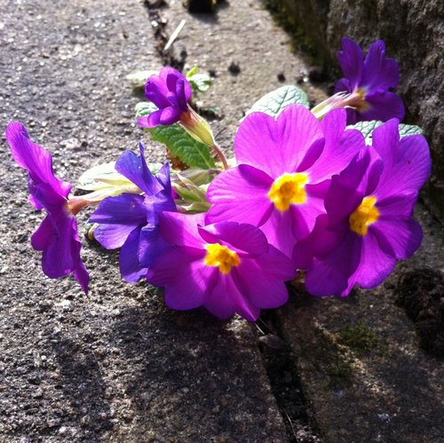 Sole Street garden.