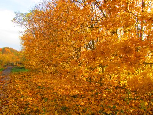 Autumn in the park