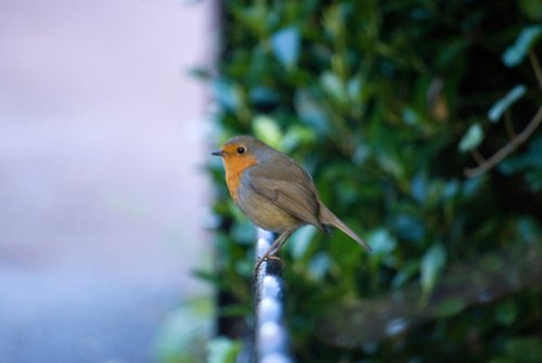 Christmas Pose in Roker Park