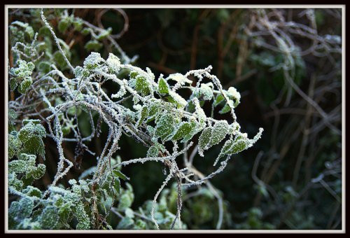 Frost