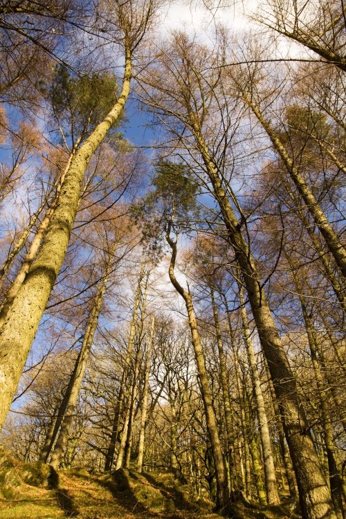 Loughrigg Trees