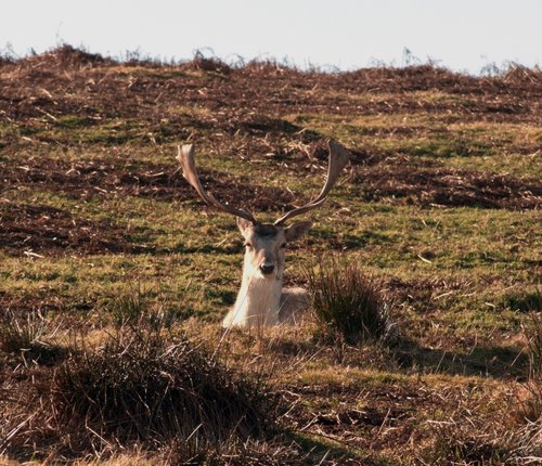 Bradgate Stag